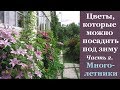 ❀ Цветы, которые можно посеять под зиму. Часть 2. Многолетники