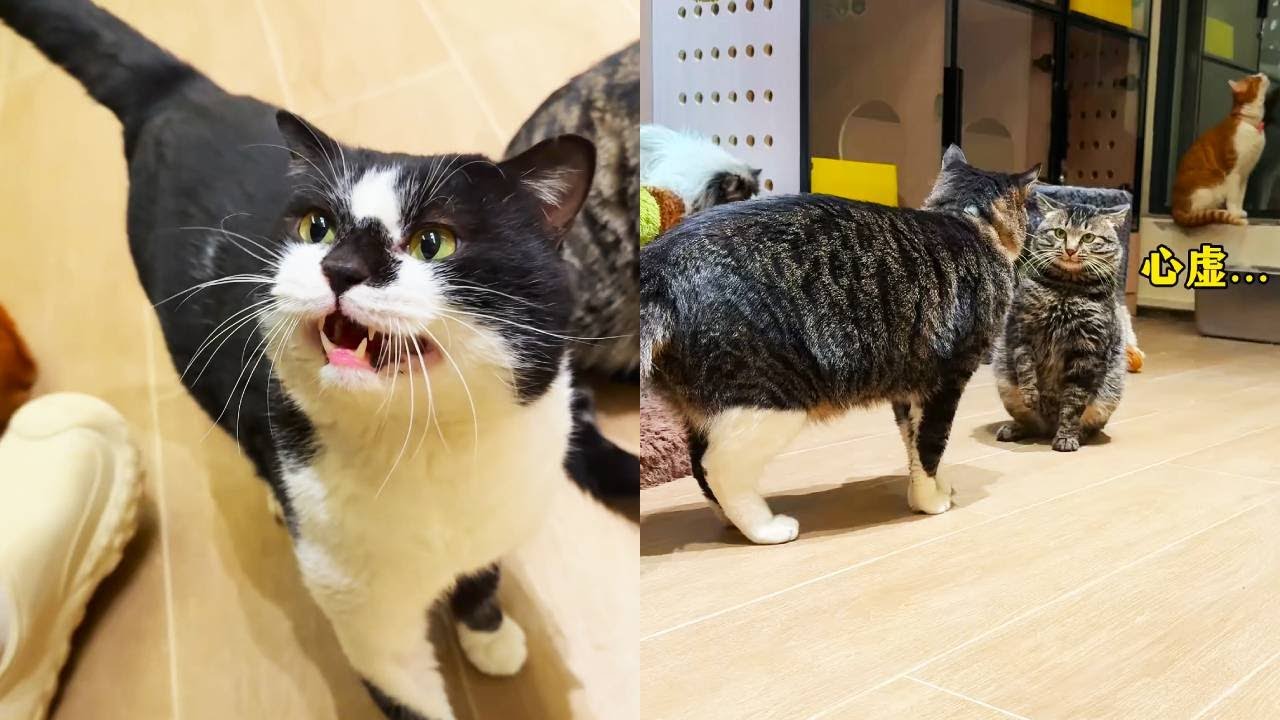 小院兒來了個大喇叭…奶牛貓惡霸來啦，小貓瑟瑟發抖#貓咪小院 #貓咪小院的日常 #我和我的貓 #小鋒小志