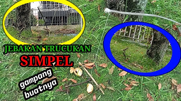 Cara simpel jebakan atau trap burung trucukan sederhana dan mudah dibuat.