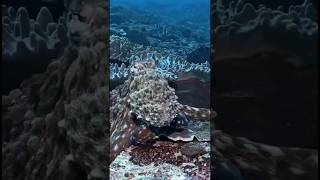 Parece una roca, pero está vivo!😱 El increíble camuflaje del pulpo engaña hasta a sus depredadores.