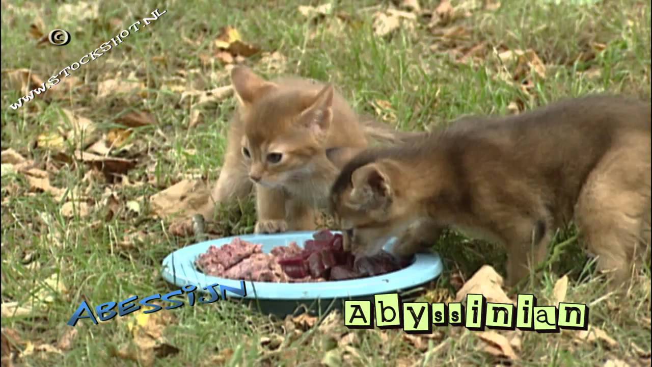 Abyssinian kittens first day out!