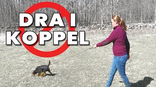 Varför är det svårt att få hunden till att SLUTA dra i koppel?