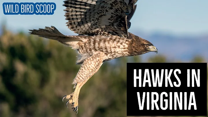 Hawks In Virginia: 7 Must-See Species