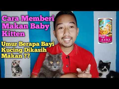 Video: Cara Memberi Makan Anak Kucing Lipat Scotland