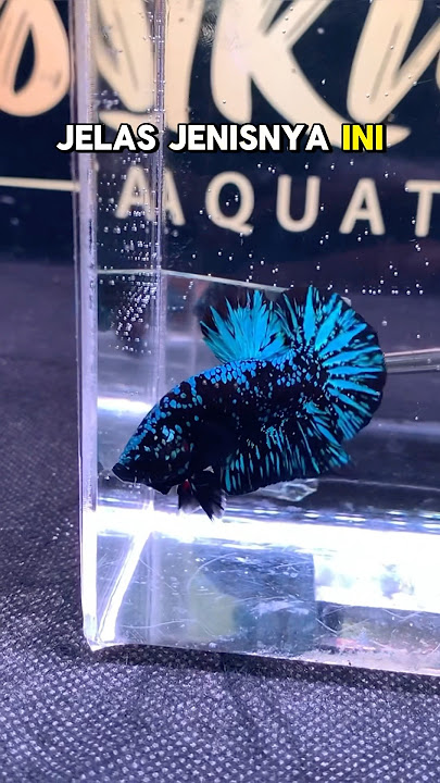 Spill Price of Betta Fish That Won the Champion in the Contest Arena!!