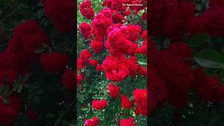 Beautiful Red Rose flowers.|#rosegarden #flowergarden #roseflowers #beautiful #satisfying #trending