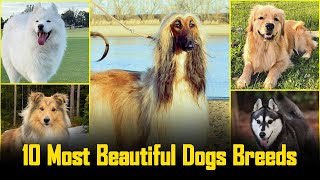10 Most Aesthetically Pleasing Dog Breeds in 2 Minutes | 10 Most Beautiful Dogs Breeds of 2024 by Dogmal 266 views 8 days ago 3 minutes, 17 seconds