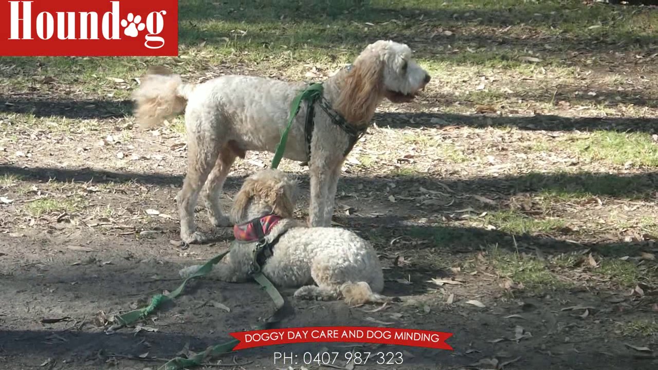 hound dog doggy daycare