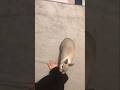 飼い主が好きすぎてストーカーになるうさぎ
