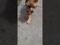 Thomas knows he's the king #cat #shorts