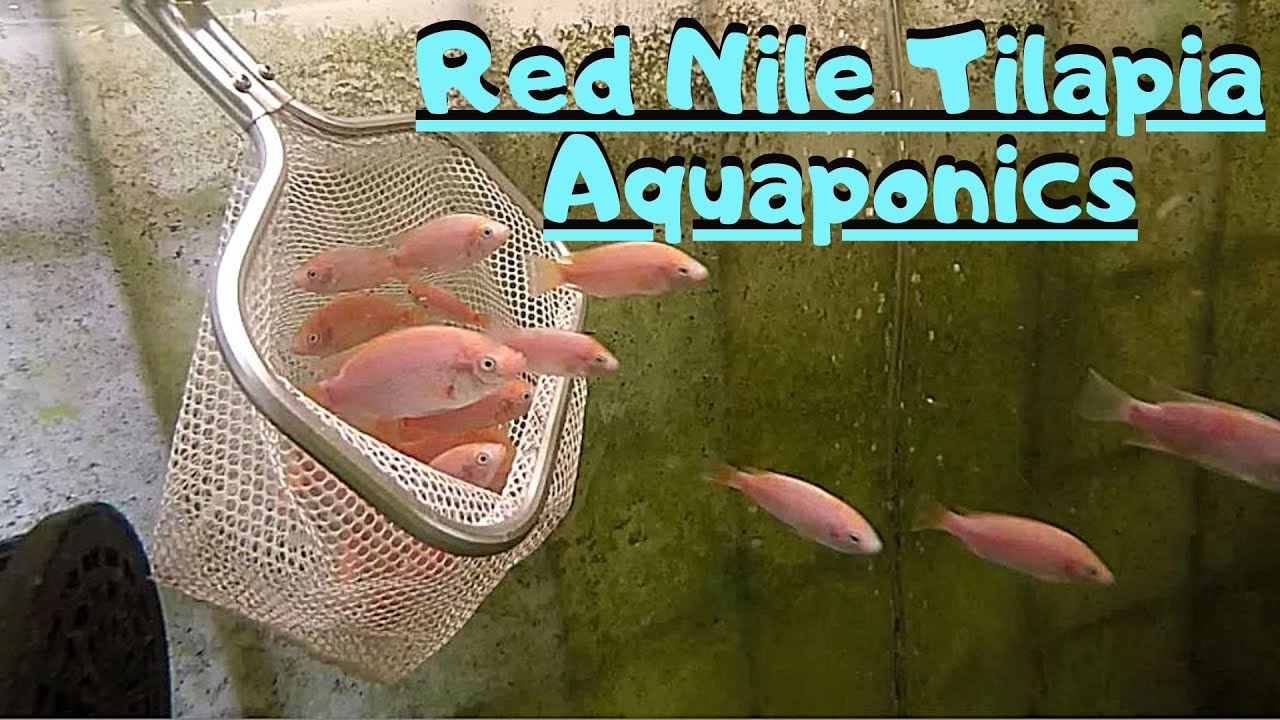 Adding Red Nile Tilapia to my aquaponic system (Tilapia in aquaponics