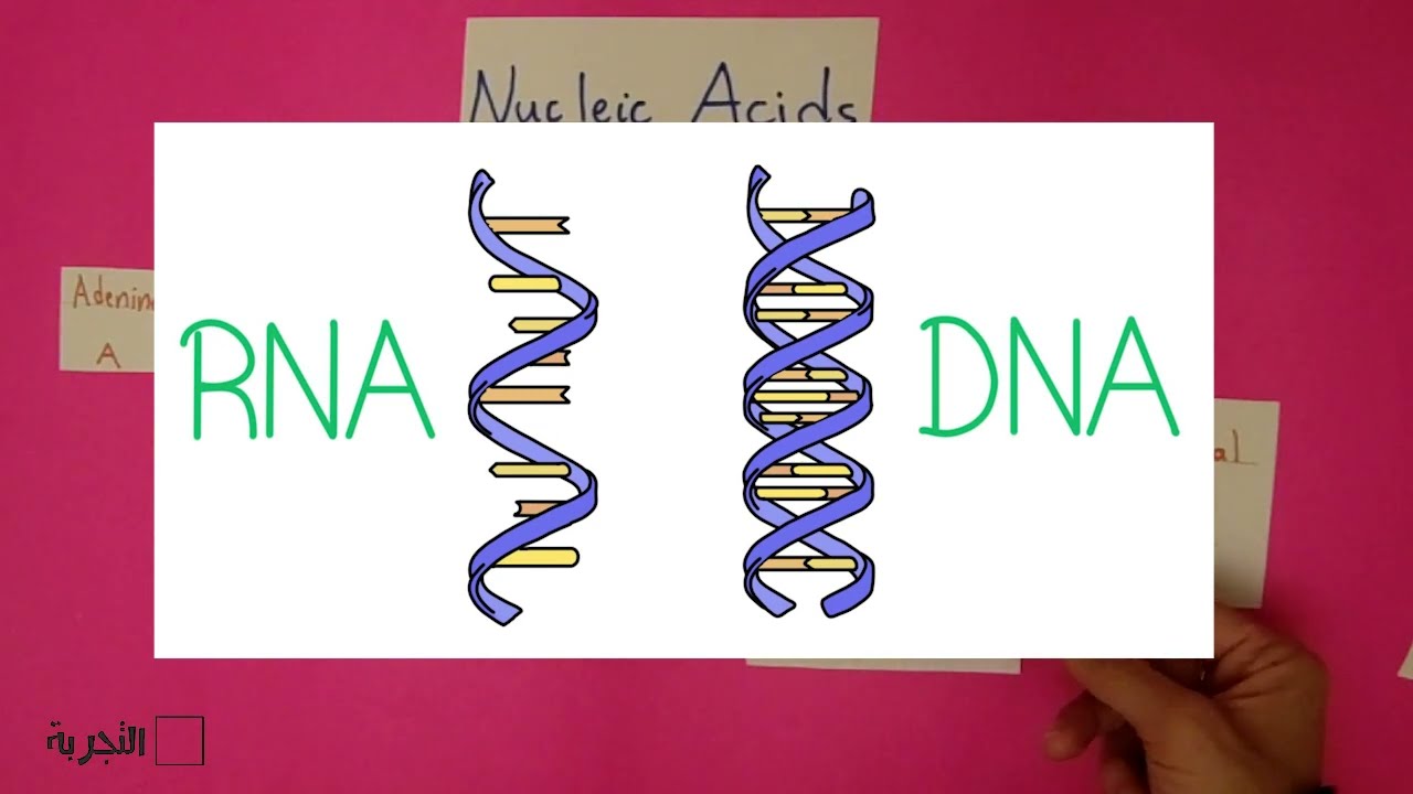 الفرق بين DNA و RNA