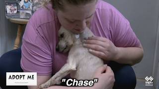 Hazleton Animal Shelter's Adopt Me - February 23, 2026