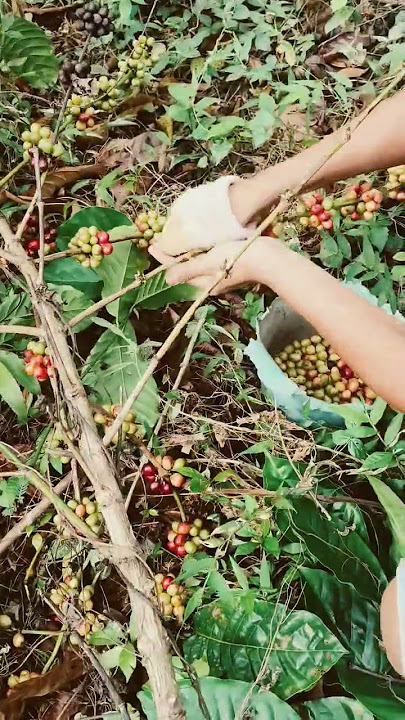 13 juli 2025 panen kopi tua