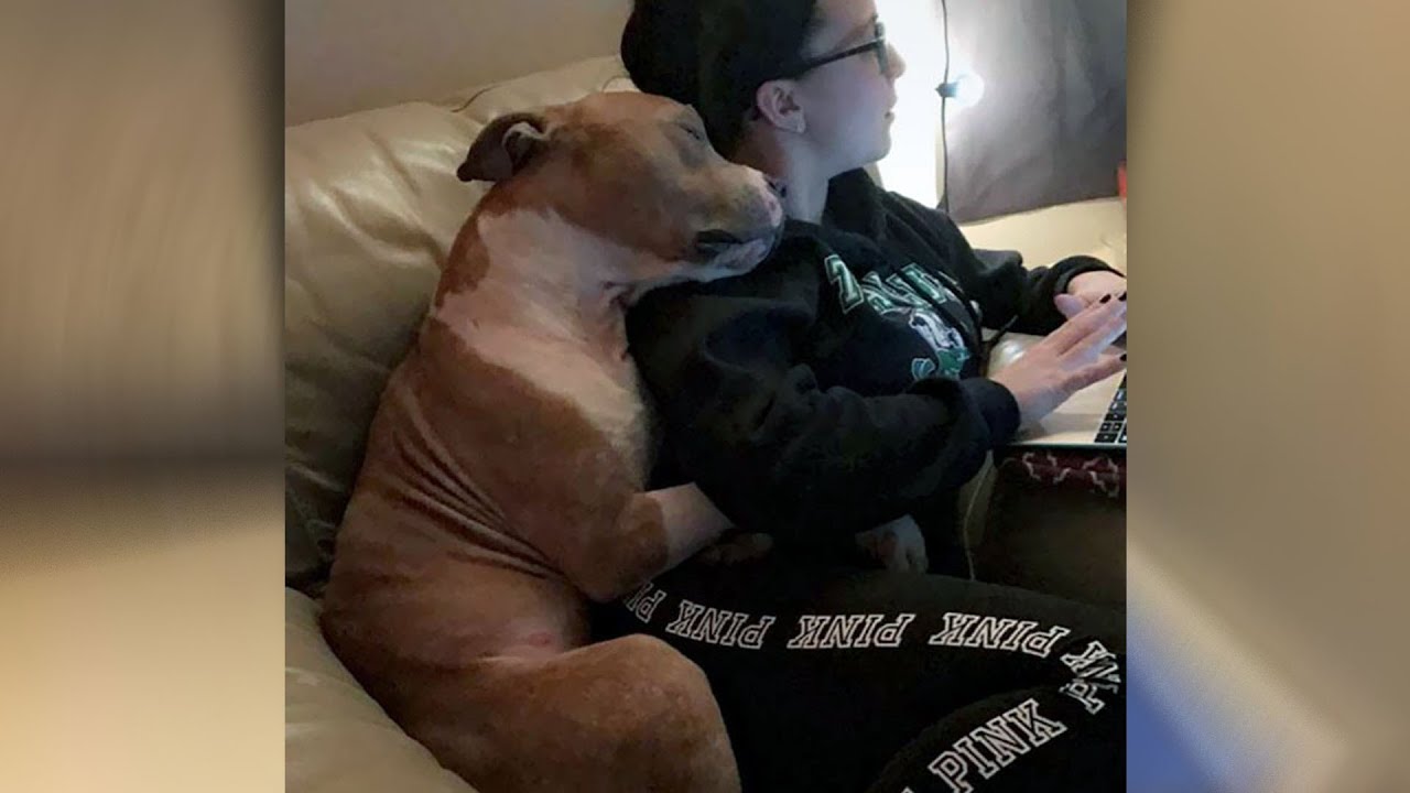 ПОЧЕМУ питбуль не может перестать обнимать свою хозяйку??? - YouTube