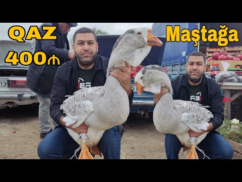 Maştağa Toyuq bazarı 27.11.22 #mubarizemintv #mastagaqoyunbazari #mastagamalbazari #xalmaqor