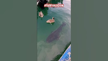 This giant grouper almost deleted that crazy Pelican. 🤯 #fishfrenzycrew #florida #goliathgrouper