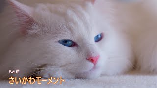 もふ猫さいかわモーメントVol.1【4K】【ノルウェージャンフォレストキャット】