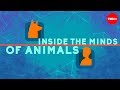 Inside the minds of animals  bryan b rasmussen