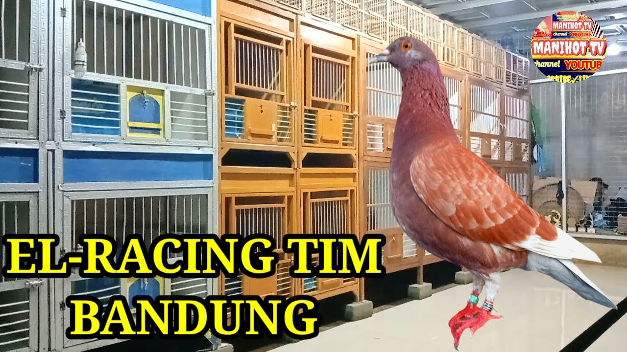 ОБНОВЛЕНИЕ о рейде на голубиную клетку и игроках