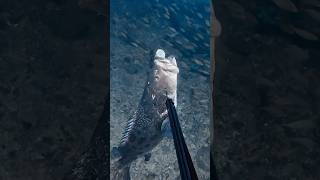 GIANT GROUPER STEALS MY FISH