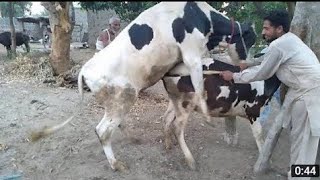 Cow meeting Video