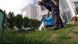 Korsan 9 Aylık Jack Russell Eğitimin 1. Ve 2. Günü