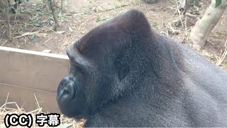 Ahead of Kiyomasa's, Gentaro's head bump has grown huge one step. Gorilla｜Momotaro family