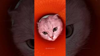Oh no 🙀😱 #shorts #cat #cats