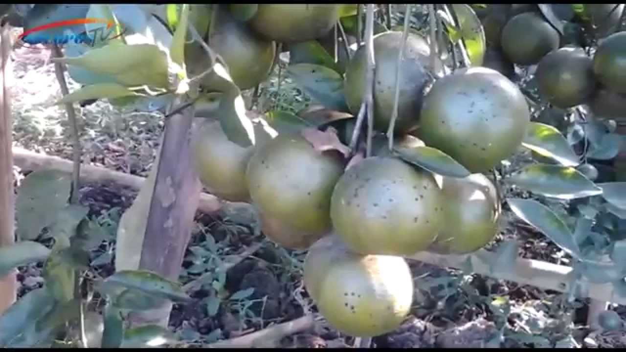 Tunggu 25 Tahun Petani Jatinom Bisa Panen Raya Jeruk