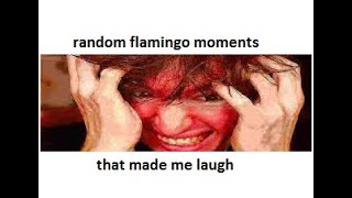 random flamingo moments that made me laugh