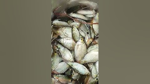 amazing fish cutting 😳#shorts #viralshorts #fish #fishing #amazingfish #trendingshorts #tiktok #cow