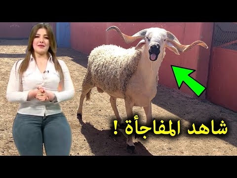 فيديو: محكمة لتقرير ما إذا كانت حيتان البحار هم `` عبيد '' غير شرعيين