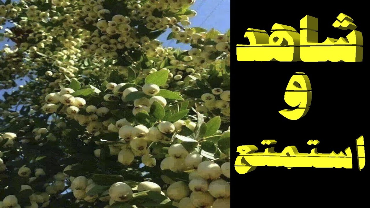 عندما يعجز اللسان عن التعبير