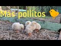 Pollos de granja.(Cresen rápido)