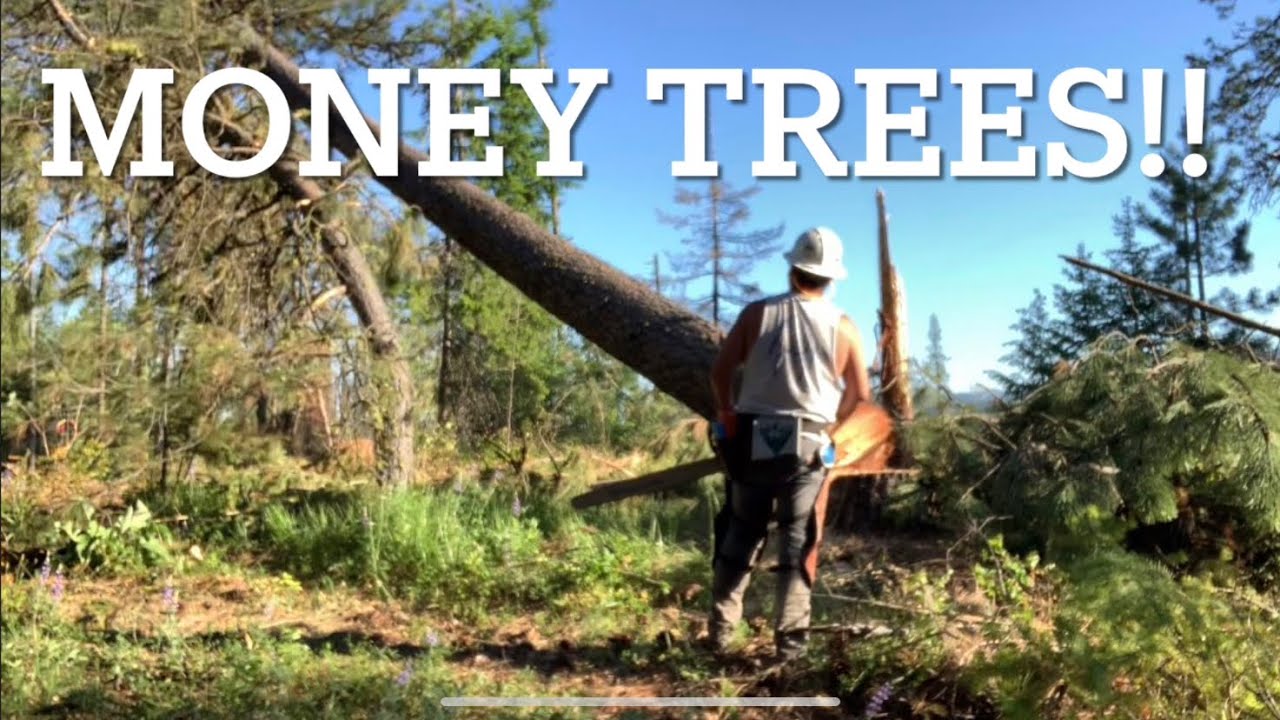 Husqvarna 390xp Falling Big Pine Trees 🌲 - YouTube