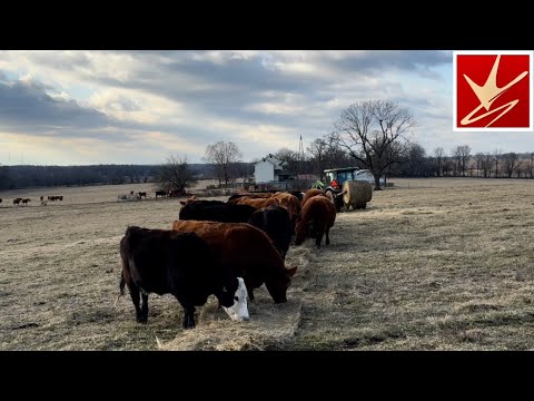 Why I Calve In Cold Weather