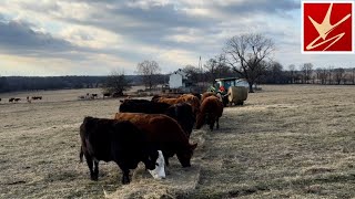 Why I Calve In Cold Weather