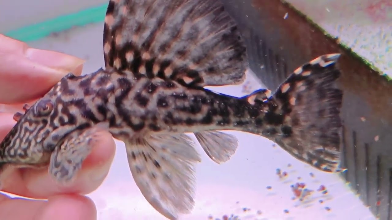 怪魚 L473 Special #帝王彩鰭坦克#魔幻雙星坦克#wild_fish#悠遊魚坊