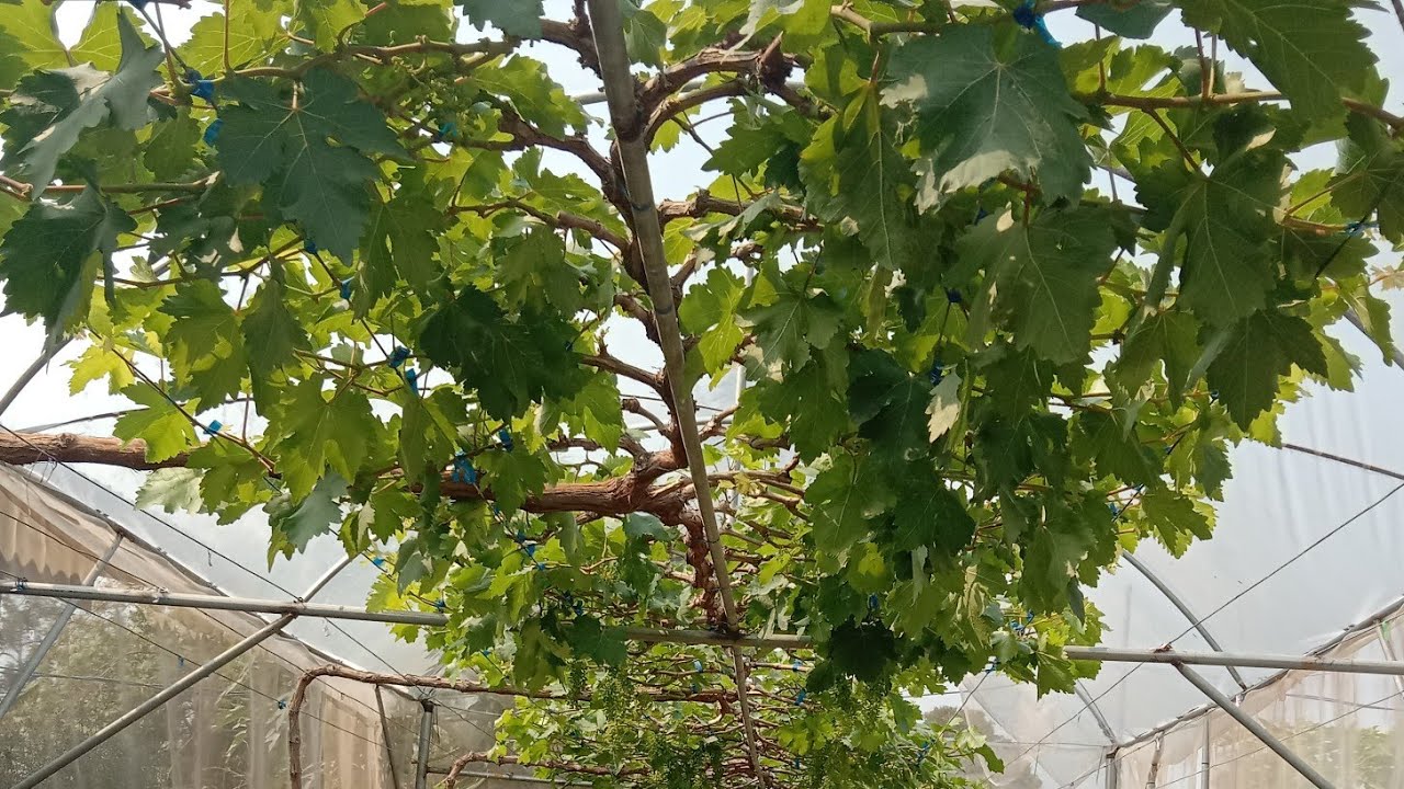 เทคนิคการควบคุม และเพิ่มกิ่งแขนง(กิ่งเคน)ต้นองุ่น - สวนองุ่นเกศปรียา จ.อุบลฯ