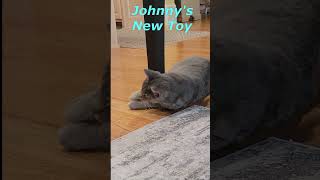 Johnny&#39;s New Found Toy. Cat&#39;s Funny Life. Cute Cats Jessica &amp; Johnny #shorts #cats #viral