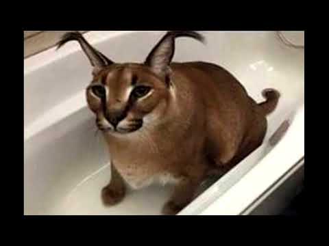 Floppa bath 4K FULL HD (looped audio) | 4K FULL HD | Read description!