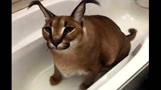 Floppa bath 4K FULL HD (looped audio) | 4K FULL HD | Read description!