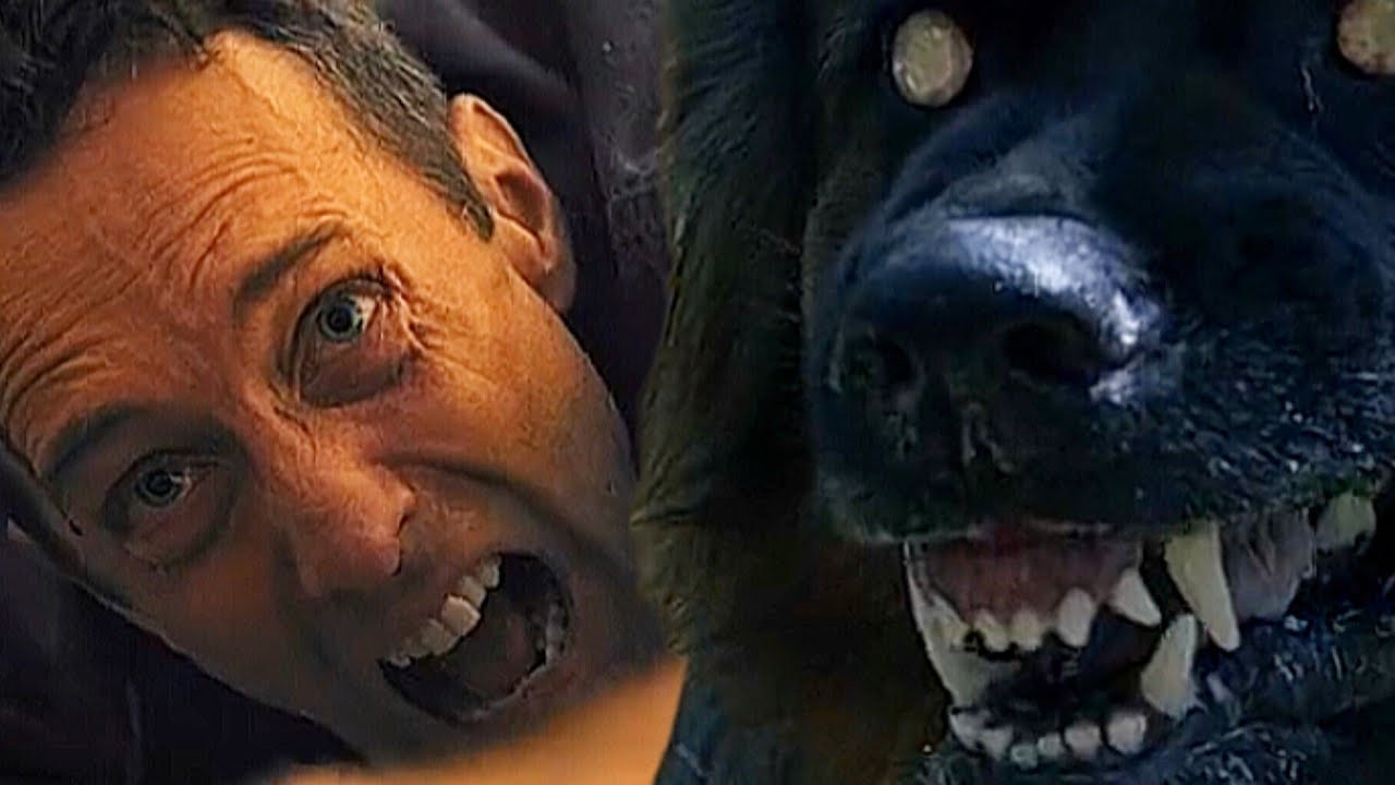 Краткое содержание фильма ужасов «Собаки» (2025) l Психологический фильм ужасов