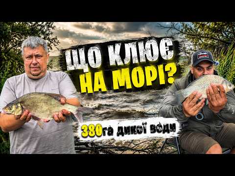 Crucian Carp and Bream in the Kyiv Reservoir / Osytky Estuary / Wild Feeder Fishing