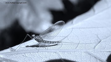 Tying a Coq de Leon Quilled Gordon by Davie McPhail