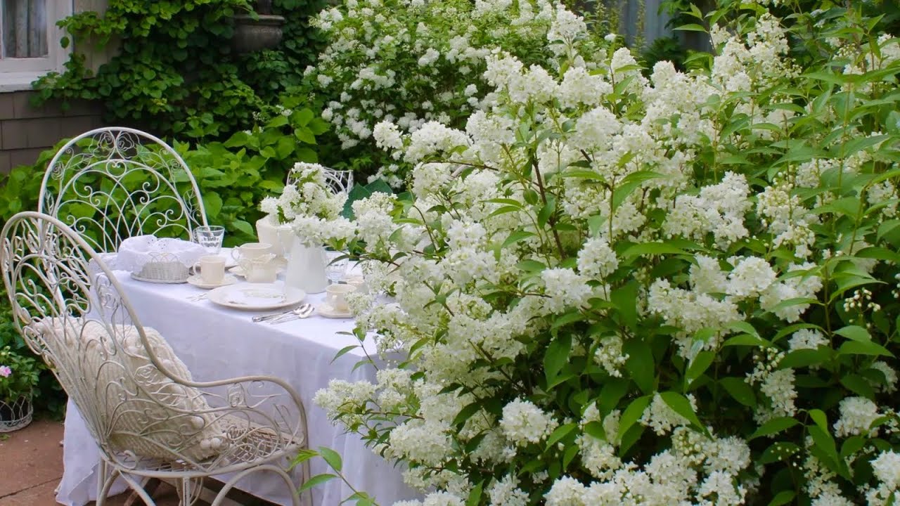 БЕЛЫЙ или ЛУННЫЙ САД. КУСТАРНИКИ для композиций в свадебном наряде. White Moon Garden.