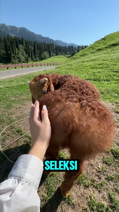 Fat Tailed Sheep #shorts