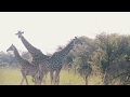 African wildlife adventure in 4k