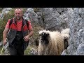 Kako se vodi 500 ovaca u planinu?